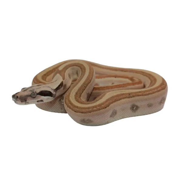 2023 Male Jungle Labyrinth 66% Het Kahl Albino 50% Het Anerythristic Boa Constrictor.