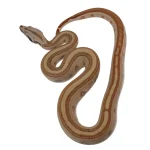 2023 Male Jungle Labyrinth 66% Het Kahl Albino 50% Het Anerythristic Boa Constrictor. - Image 4