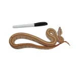 2023 Male Jungle Labyrinth 66% Het Kahl Albino 50% Het Anerythristic Boa Constrictor. - Image 3