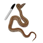 2023 Male Jungle Labyrinth 66% Het Kahl Albino 50% Het Anerythristic Boa Constrictor. - Image 2