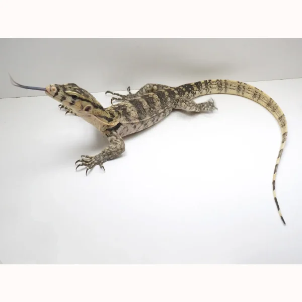 Pure Hypo Sumbawa Asian Water Monitor