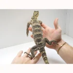 Pure Hypo Sumbawa Asian Water Monitor - Image 2