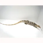 Pure Hypo Sumbawa Asian Water Monitor - Image 4