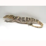 Pure Hypo Sumbawa Asian Water Monitor - Image 2