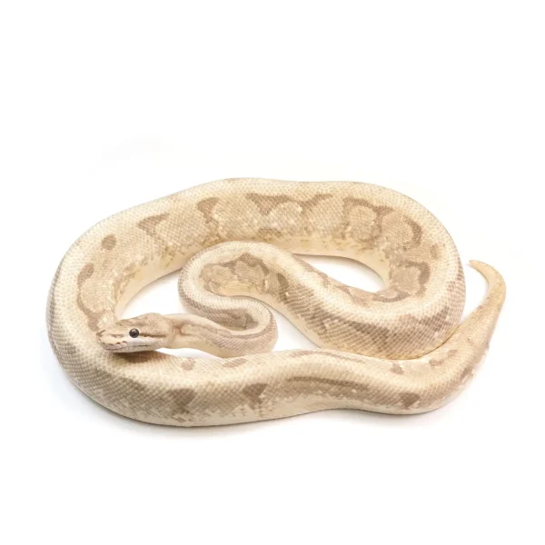 Ready To Breed Male Super Stripe Spider Fire Enchi Ball Python