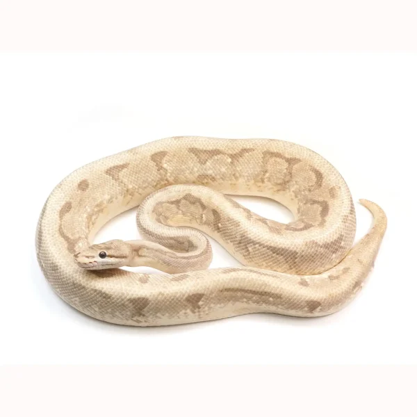Ready To Breed Male Super Stripe Spider Fire Enchi Ball Python