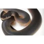 Female Young Adult Southern Black White Lipped Python - D'Alberts - Image 3
