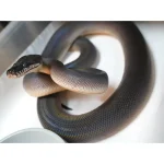 Female Young Adult Southern Black White Lipped Python - D'Alberts