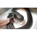 Female Young Adult Southern Black White Lipped Python - D'Alberts - Image 2