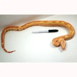 2022 Female Kahl Albino Lipstick Super Stripe Hypo Jungle Boa Constrictor