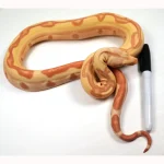 2022 Female Kahl Albino Lipstick Super Stripe Hypo Jungle Boa Constrictor - Image 2