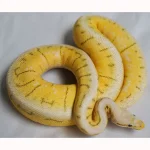 Female Super Pastel Spider Enchi Poss Het Desert Ghost Ball Python - Image 2