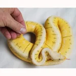 Female Super Pastel Spider Enchi Poss Het Desert Ghost Ball Python