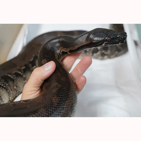 2018 Breeder Male Sumatran Short Tail Python - Super Dark! SALE!