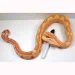 2022 Female Kahl Albino Lipstick Super Stripe Hypo Jungle Boa Constrictor - Image 4