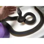 Female Adult Southern Black White Lipped Python - D'Alberts