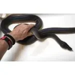 Female Adult Southern Black White Lipped Python - D'Alberts - Image 2