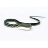 Female Vietnamese Blue Beauty