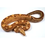 23' Male VPI Jungle Aztec Het. Anery Boa Constrictor