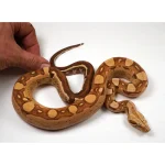23' Male VPI Jungle Aztec Het. Anery Boa Constrictor - Image 2
