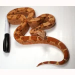 23' Female VPI TPOS Hypo Jungle 66% Poss Het Blood Boa Constrictor - Image 4