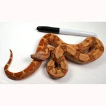 23' Female VPI TPOS Hypo Jungle 66% Poss Het Blood Boa Constrictor - Image 3