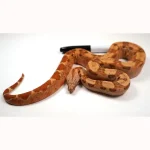 23' Female VPI TPOS Hypo Jungle 66% Poss Het Blood Boa Constrictor - Image 2