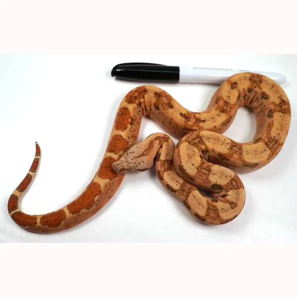 23' Female VPI TPOS Hypo Jungle 66% Poss Het Blood Boa Constrictor