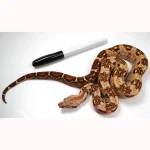 23' Female VPI TPos Laddertail Boa 66% Poss Het Blood - Image 3