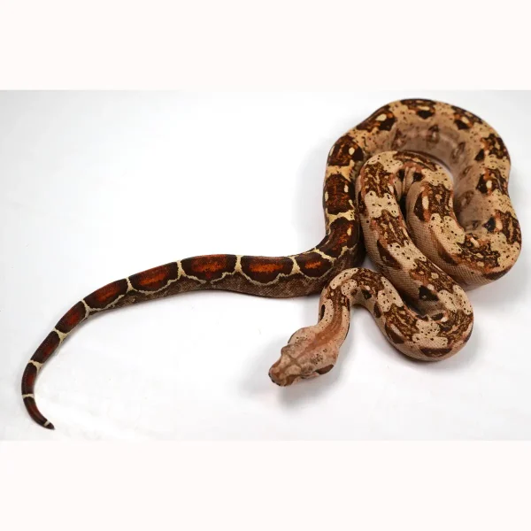23' Female VPI TPos Laddertail Boa 66% Poss Het Blood