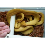 Male Yellow Patternless Amazong Tree Boa- Established Import