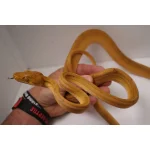 Breeder Male Amazon Tree Boa - Patternless Yellow