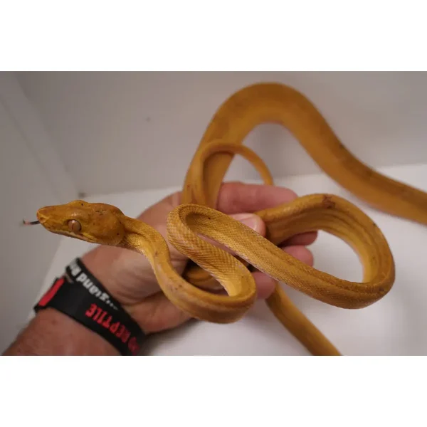 Breeder Male Amazon Tree Boa - Patternless Yellow