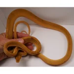 Breeder Male Amazon Tree Boa - Patternless Yellow - Image 3