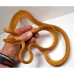 Breeder Male Amazon Tree Boa - Patternless Yellow - Image 2