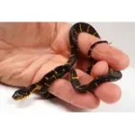 24' Male Het TNEG Albino Mangrove Snake - Boiga Melanota from Crowley - Image 4