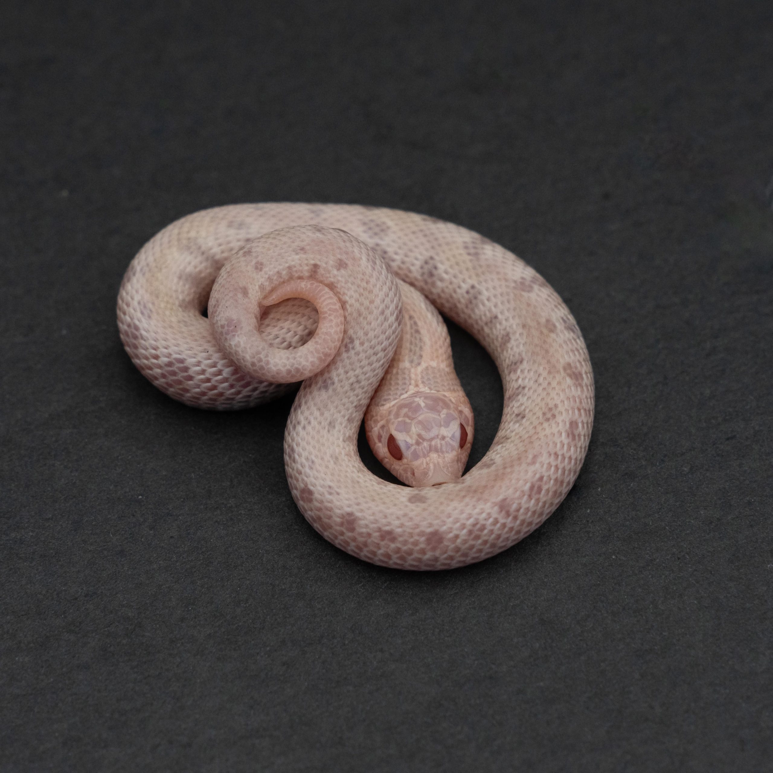 IMG_8685 SuperArctic Albino Conda - Image 1