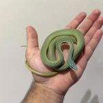 Baron's Racer