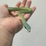 Baron's Racer - Image 4