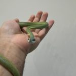 Baron's Racer - Image 3