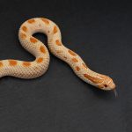 Red Albino 100% Het Toffeebelly