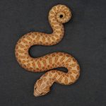 Albino 100% het Snow - Image 2